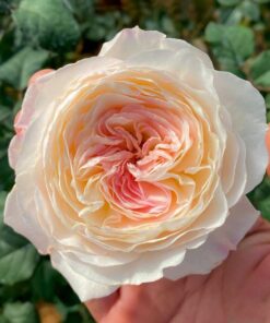 Hoa hồng Keira rose loài hồng cắt cành tuyệt đẹp