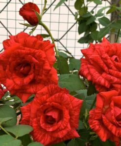 Alternative view of Hoa hồng sọc Red Intuition