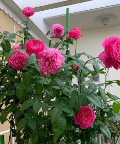 Alternative view of Hoa hồng For Your Home rose