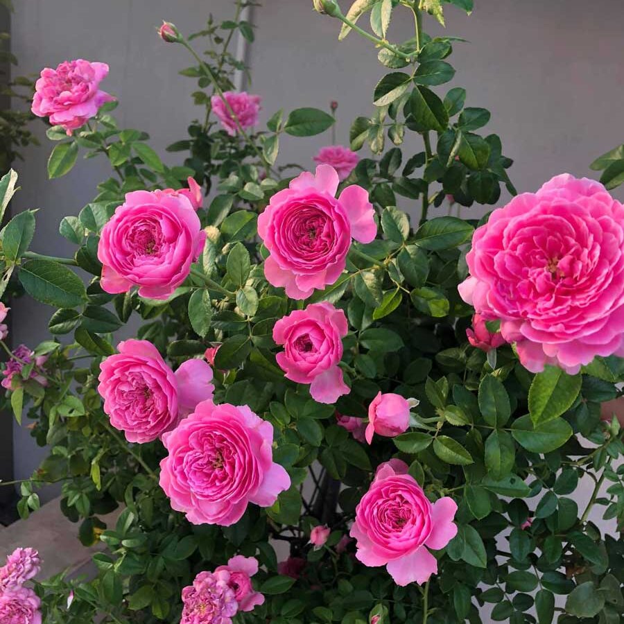 Hoa hồng For Your Home rose - Ảnh 5