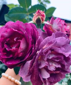 Alternative view of Hoa hồng Society rose – Màu tím lạ lùng