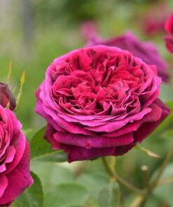 Hoa hồng The Prince rose
