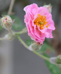 Hoa hồng tầm xuân