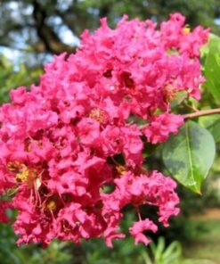 Hoa Hồng Tường Vy