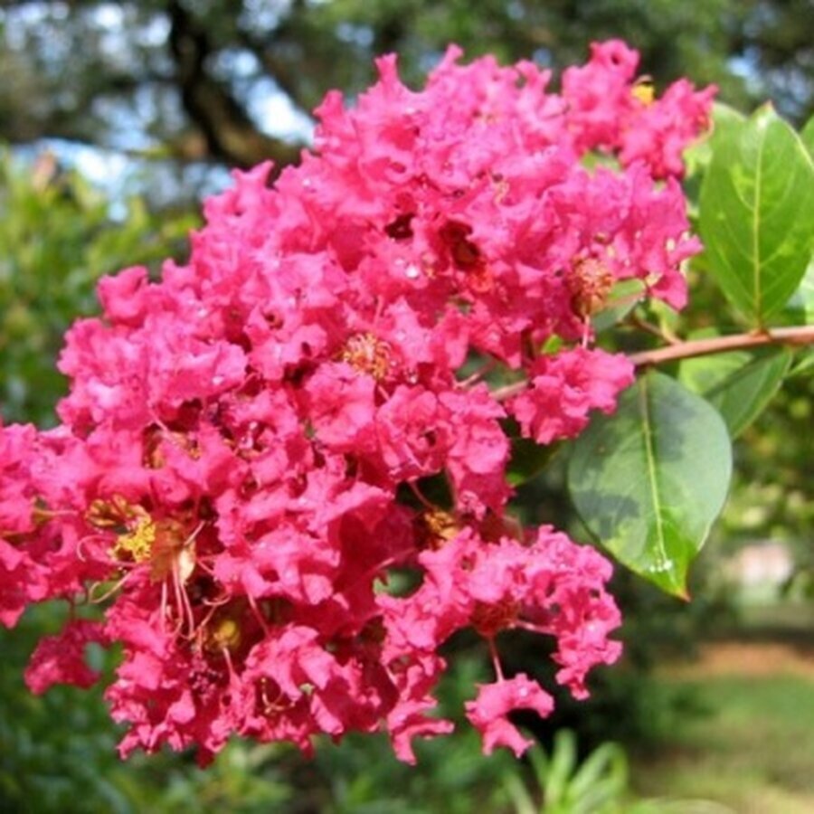 Hoa Hồng Tường Vy màu đỏ
