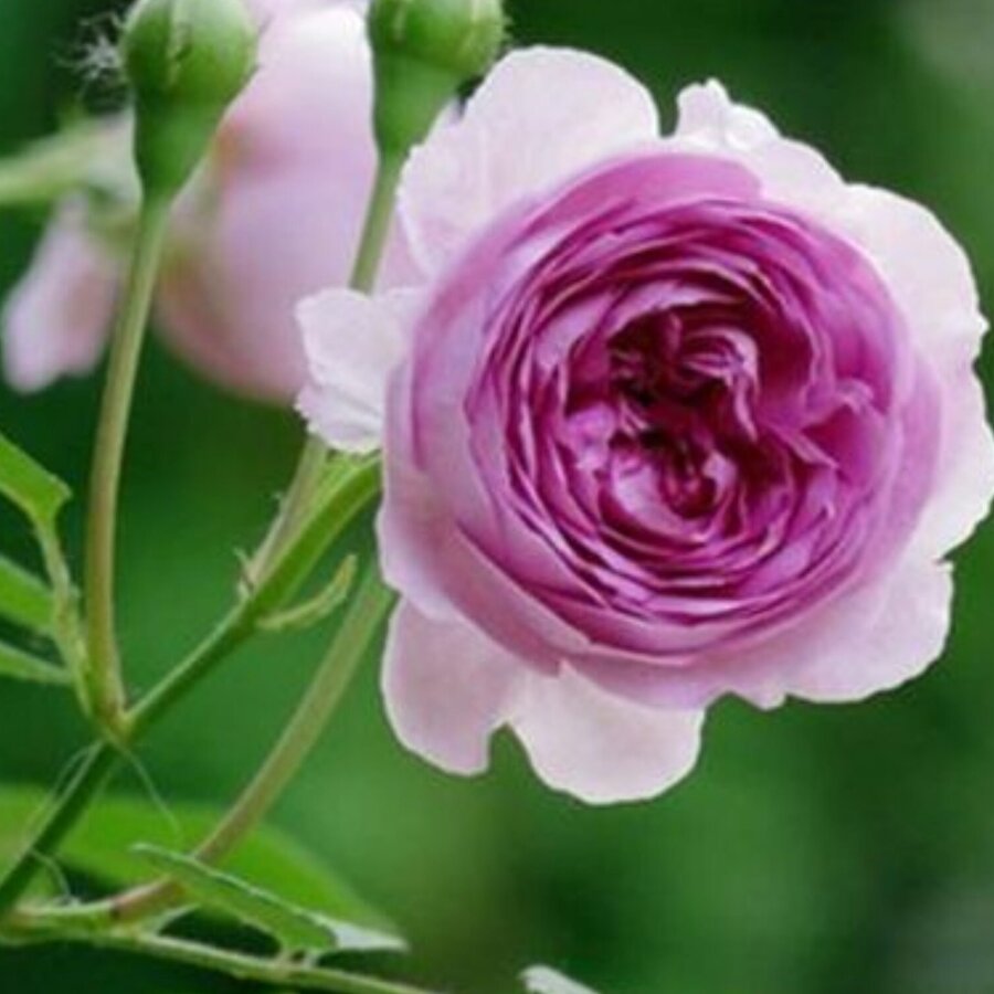 Hoa hồng Aunt Margy hoa màu tím sai nụ nổi tiếng - Ảnh 10