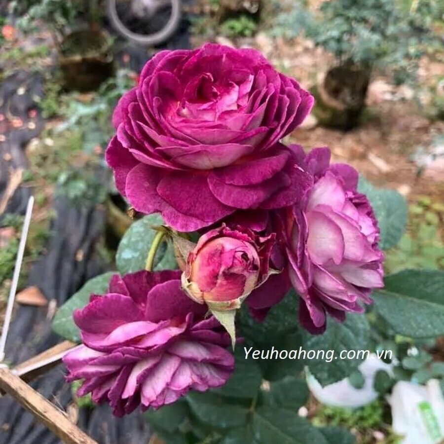Hoa hồng Society cho hoa quanh năm