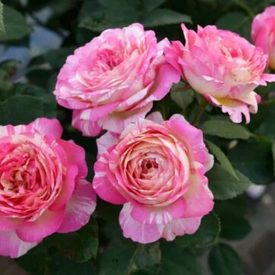 Hoa hồng Pháp Marc Chall rose - Ảnh 9