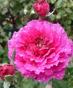 Alternative view of Hoa hồng Ramukan rose