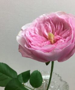 Hoa hồng Carey David Austin rose