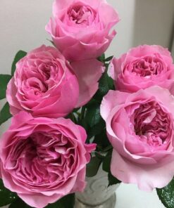 Alternative view of Hoa hồng Carey David Austin rose