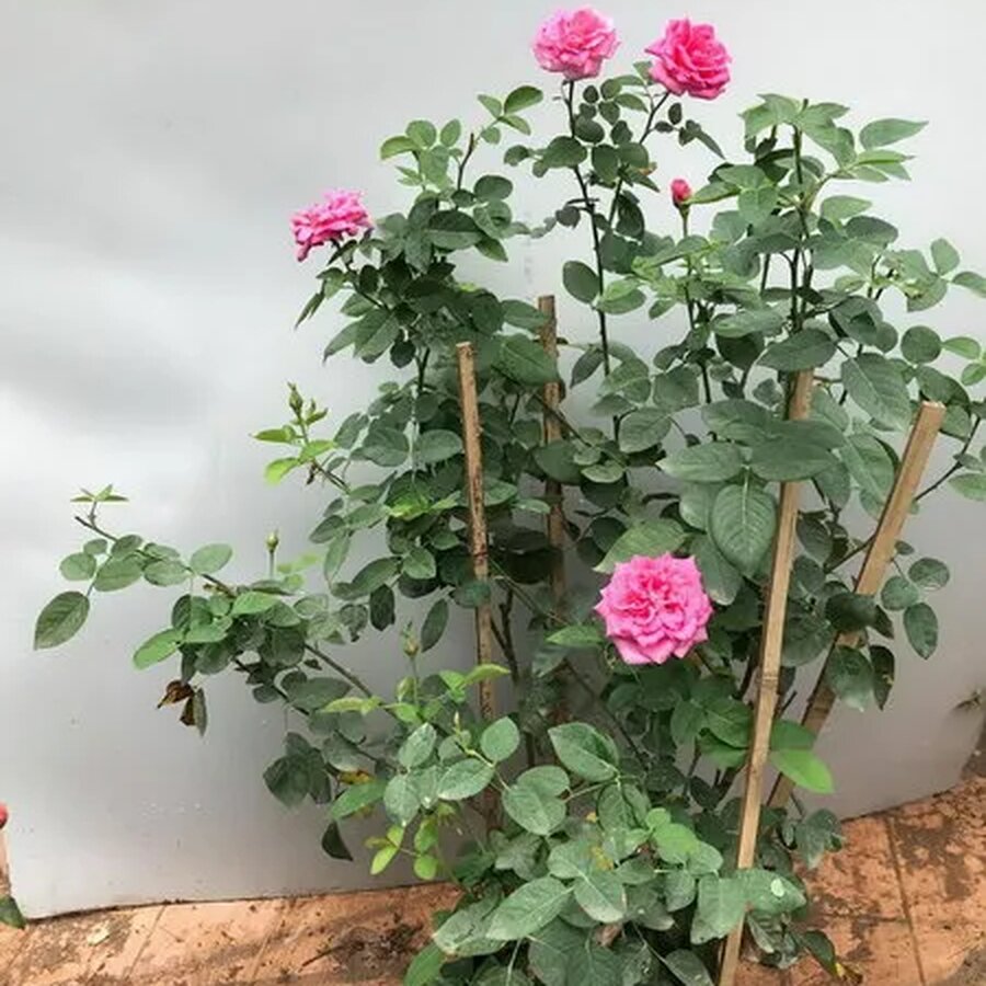 Hoa hồng ngoại Pink peace – Loài hồng chịu nóng rất tốt - Ảnh 5