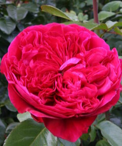 Hồng Rouge Royal loài hoa hương sắc vượt trội