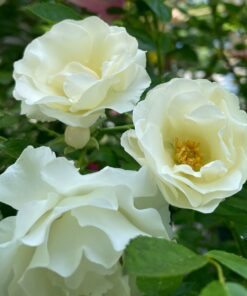 Hoa hồng summer snow rose loại hoa hồng bụi siêu hoa