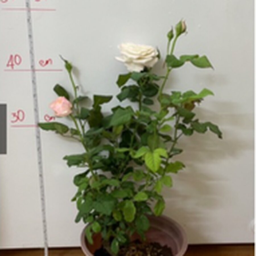 Hoa hồng Keira rose loài hồng cắt cành tuyệt đẹp - Ảnh 6