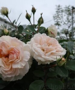 Hoa hồng ngoại Step funny rose