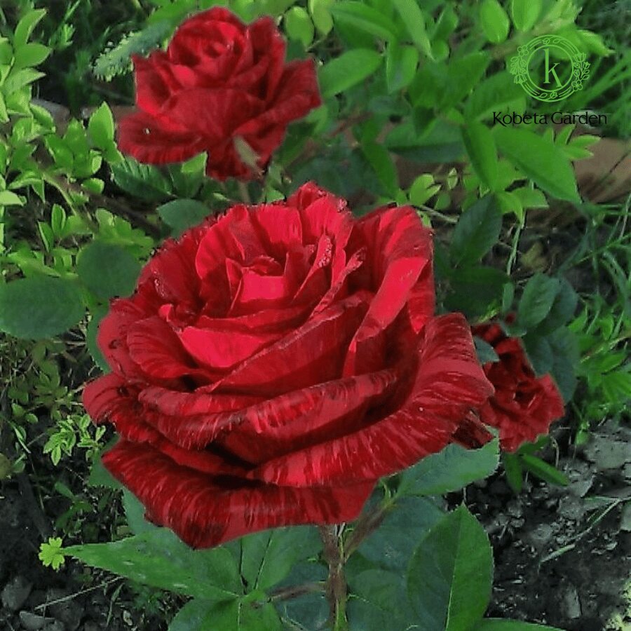 Hoa hồng sọc Red Intuition - Ảnh 5