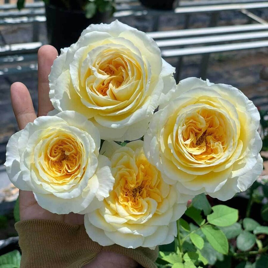 Hoa hồng ngoại Beatrice - Ảnh 9