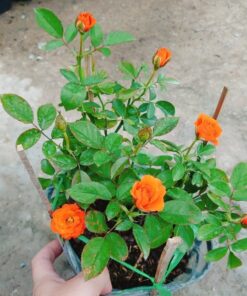 Alternative view of Hồng Tezza cam cá hồi